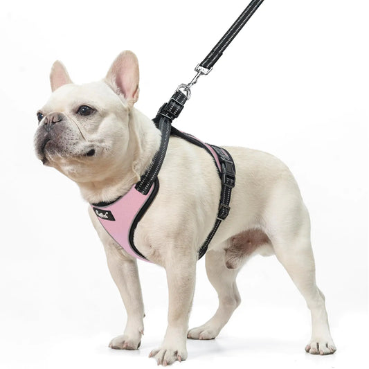 Dog Harness and Leash Set